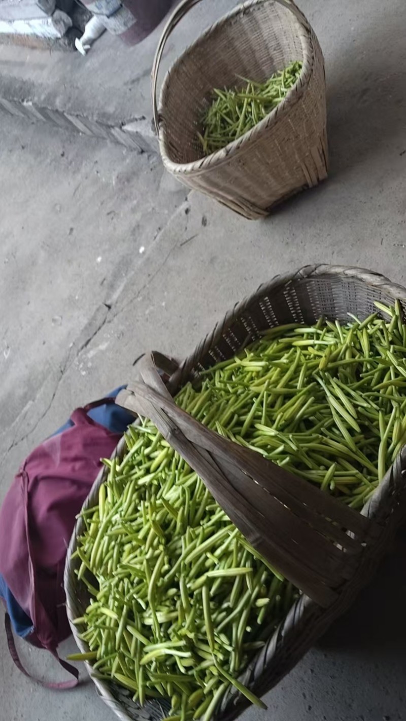 黄花菜