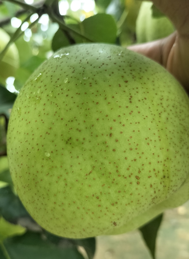 精品鸭梨