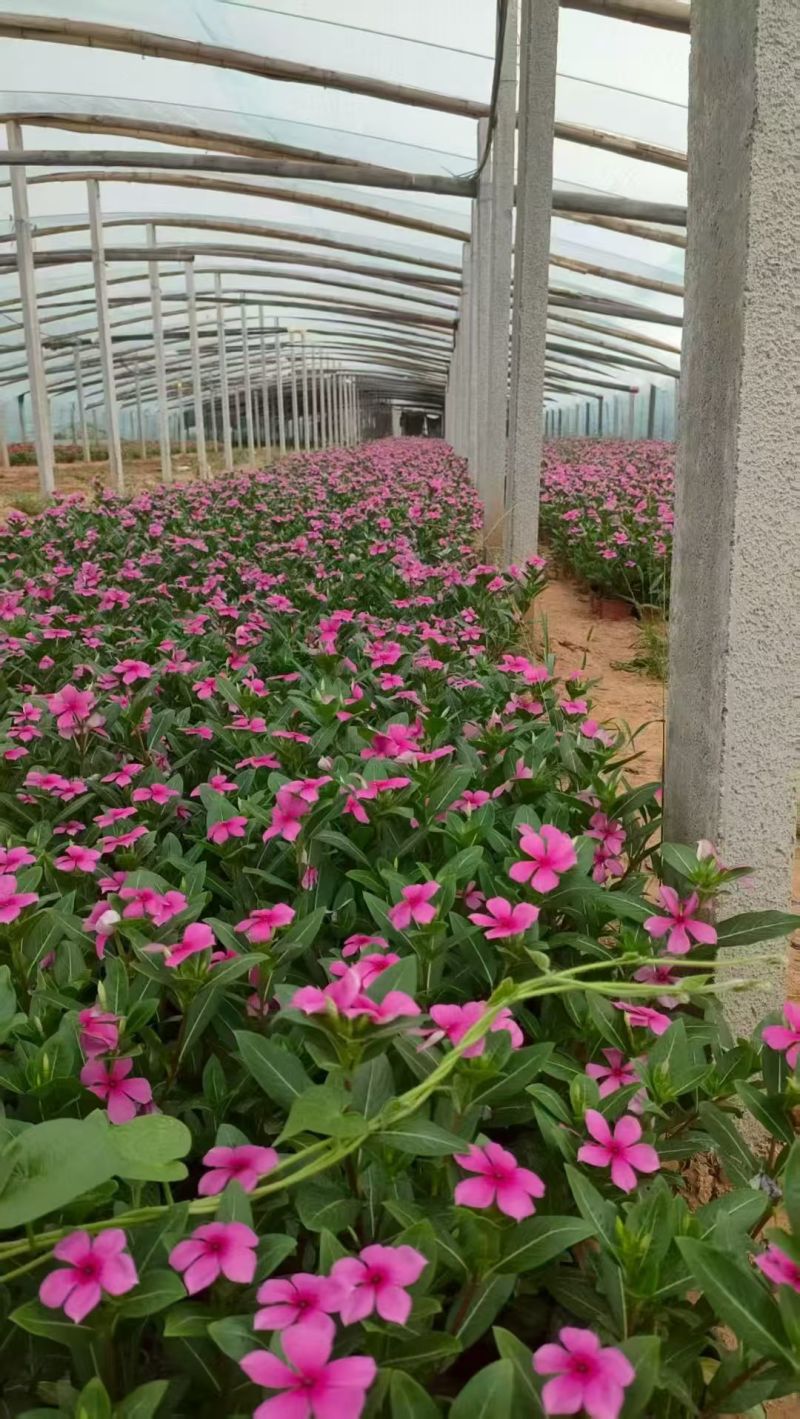 长春花天天开产地直发量大优惠品质保证可视频看货