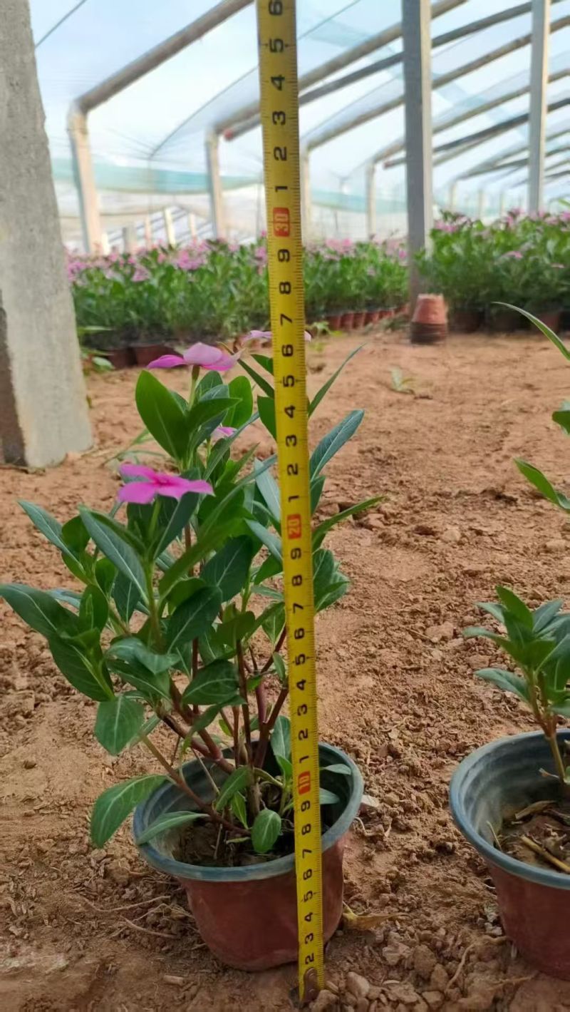 长春花天天开产地直发量大优惠品质保证可视频看货