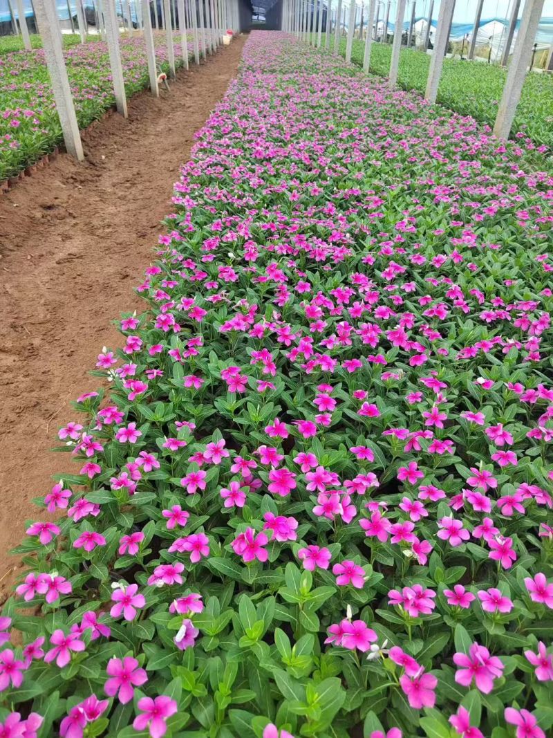 长春花天天开产地直发量大优惠品质保证可视频看货