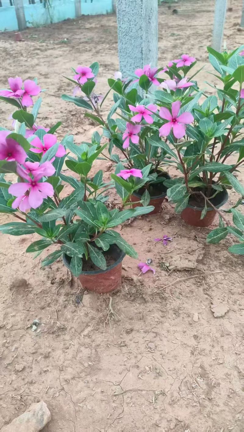 长春花天天开产地直发量大优惠品质保证可视频看货