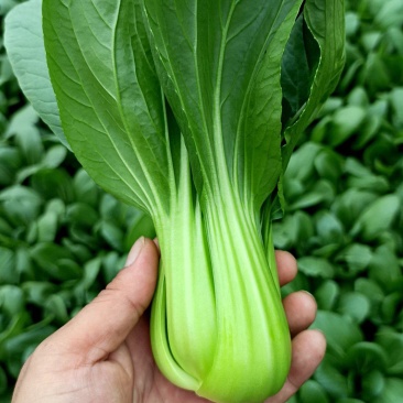 精品上海青精品油菜