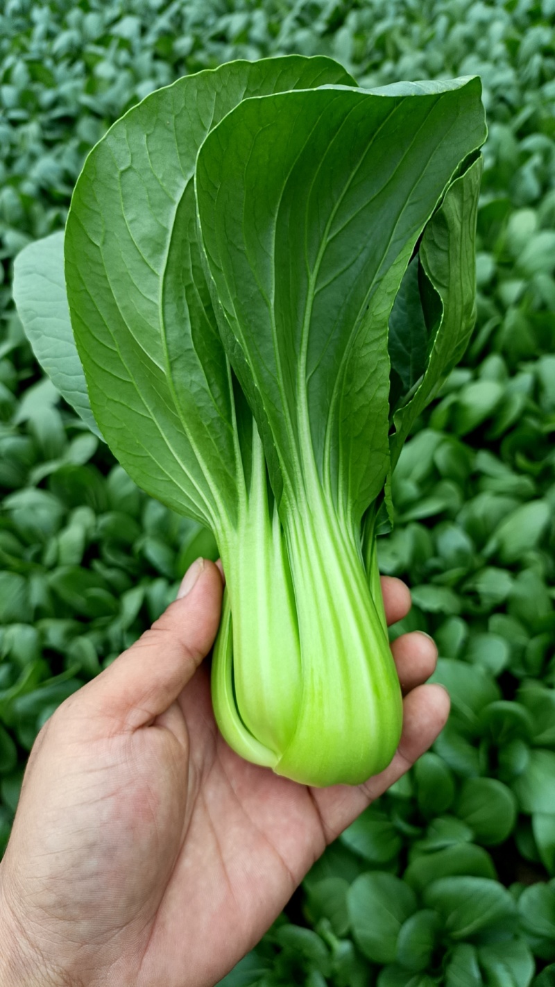 精品上海青精品油菜