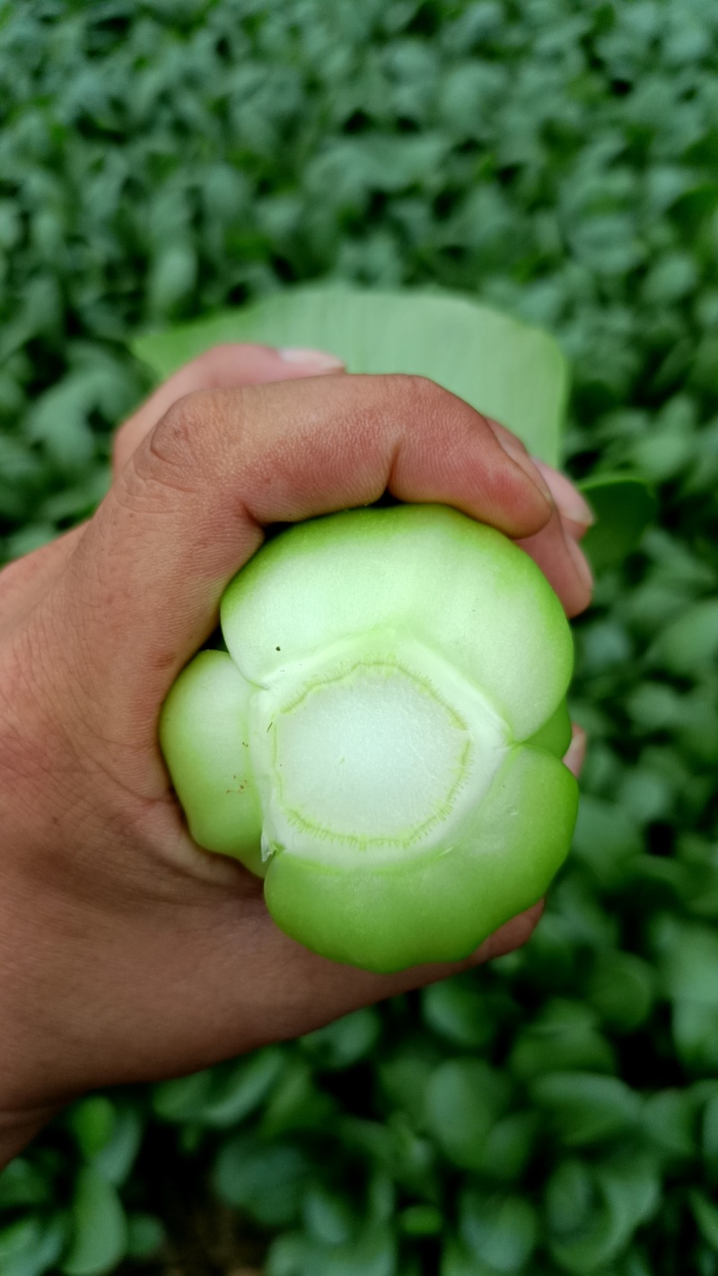 精品上海青精品油菜