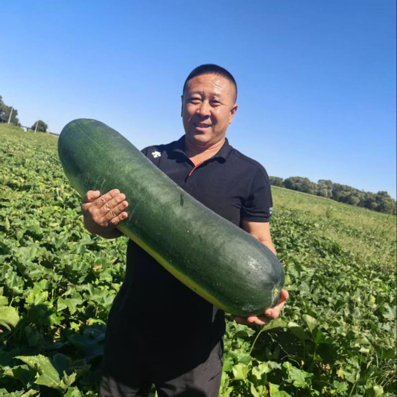 【吉林】冬瓜正宗黑皮冬瓜价格便宜条形好可验货大量上市中