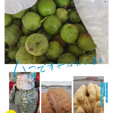 涿鹿青皮核桃