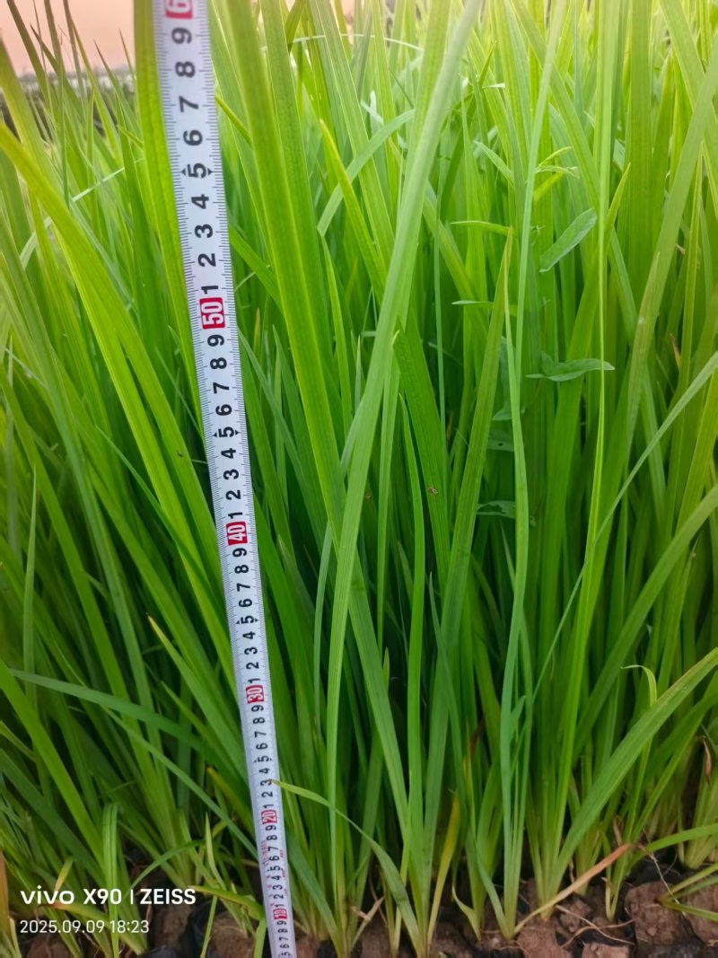 水生燕尾黄菖蒲产地直发品质保证量大优惠可视频看货