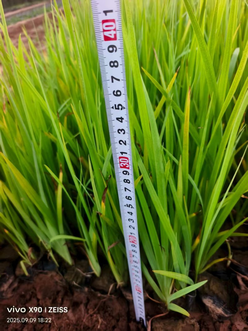 水生燕尾黄菖蒲产地直发品质保证量大优惠可视频看货
