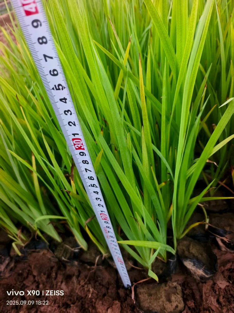 水生燕尾黄菖蒲产地直发品质保证量大优惠可视频看货