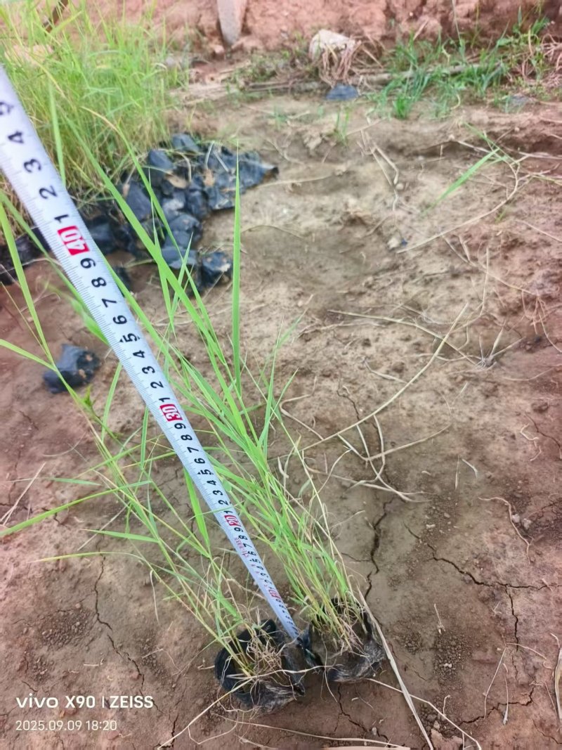 芦苇产地大量供应品质保证量大优惠可视频看货