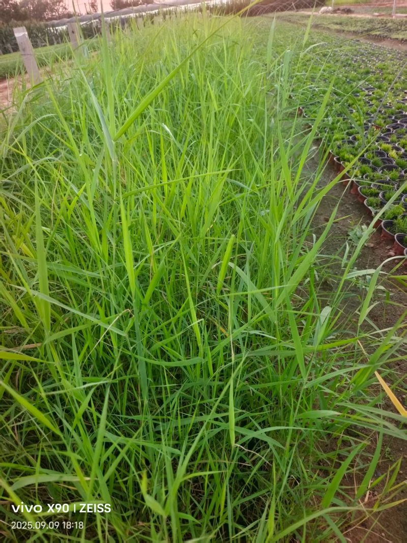 芦苇产地大量供应品质保证量大优惠可视频看货