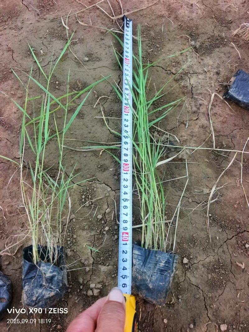 芦苇产地大量供应品质保证量大优惠可视频看货