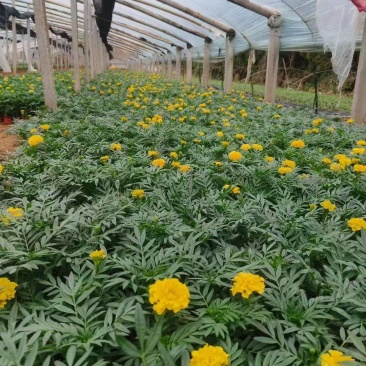 万寿菊大量供应产地直发量大优惠品质保证可视频看货
