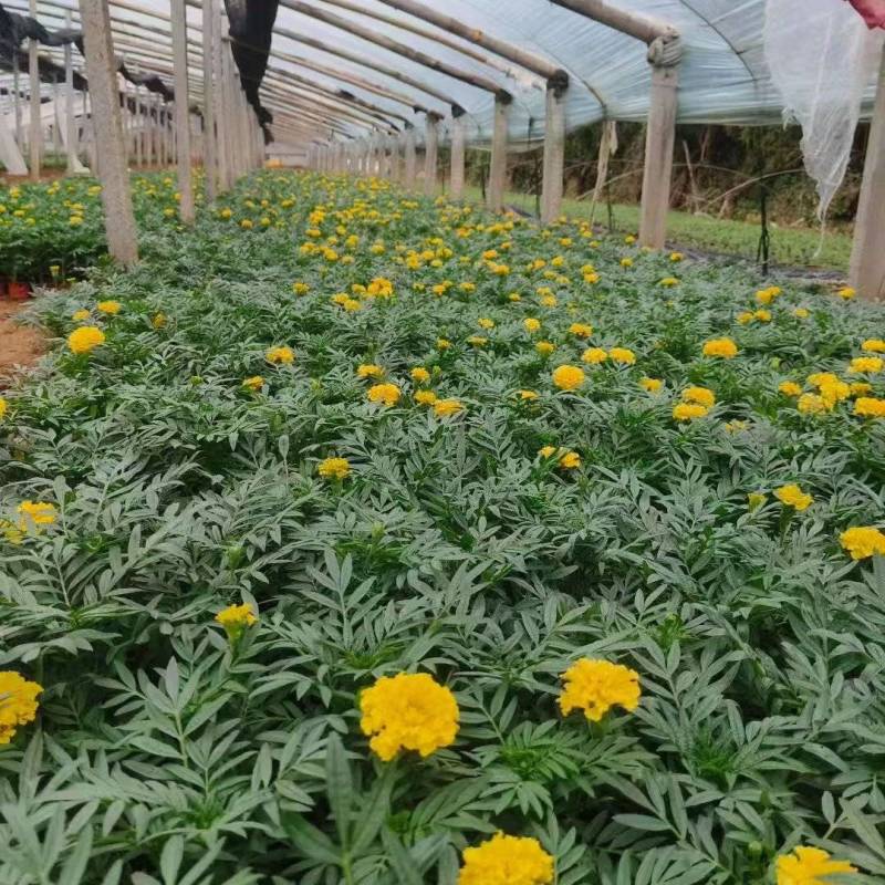 万寿菊大量供应产地直发量大优惠品质保证可视频看货