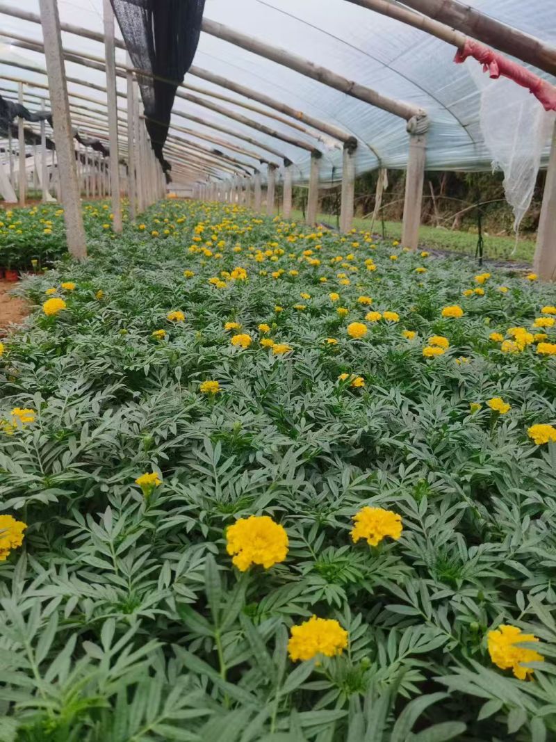 万寿菊大量供应产地直发量大优惠品质保证可视频看货
