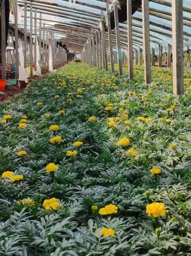 万寿菊大量供应产地直发量大优惠品质保证可视频看货