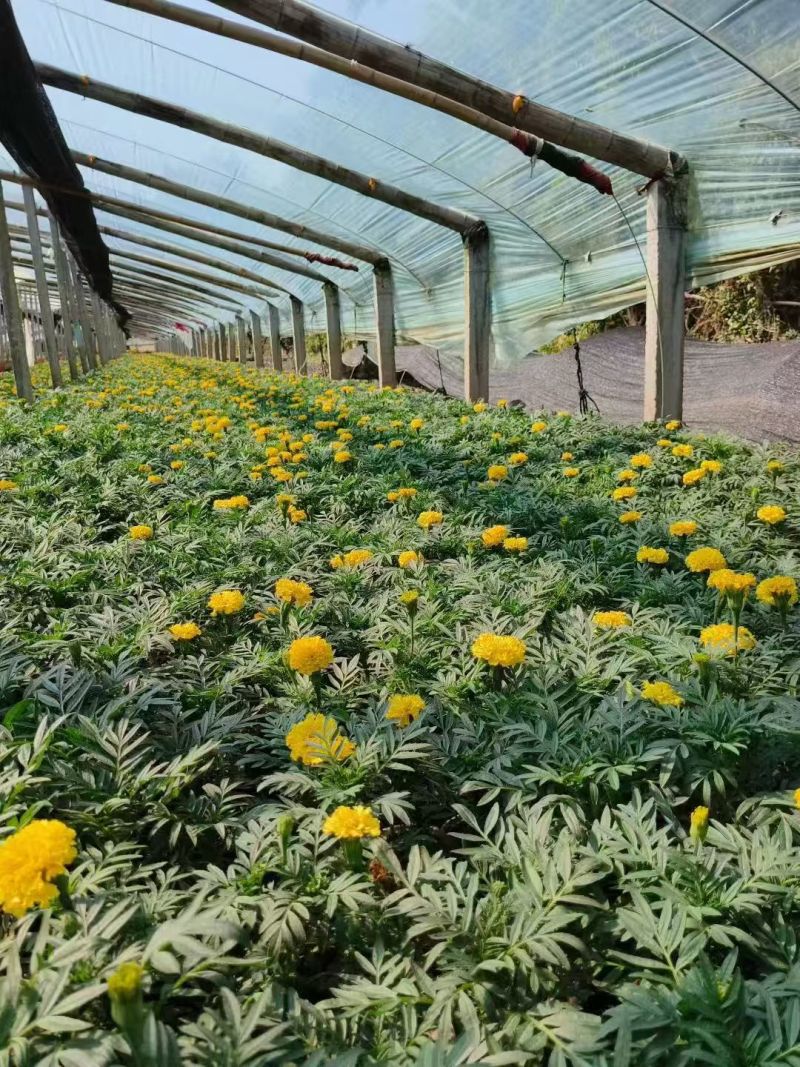 万寿菊大量供应产地直发量大优惠品质保证可视频看货