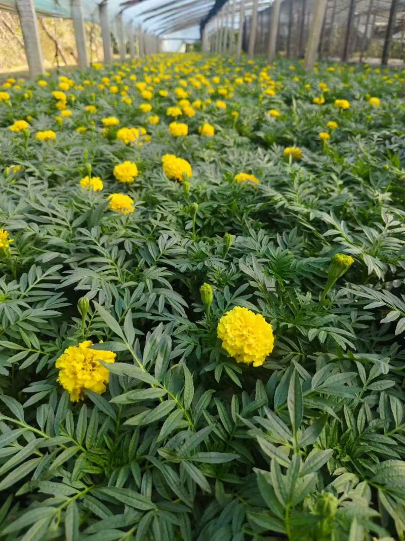 万寿菊大量供应产地直发量大优惠品质保证可视频看货