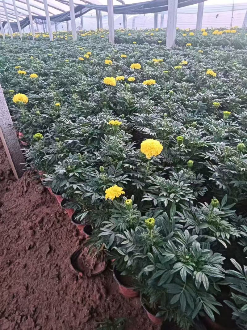 万寿菊大量供应产地直发量大优惠品质保证可视频看货