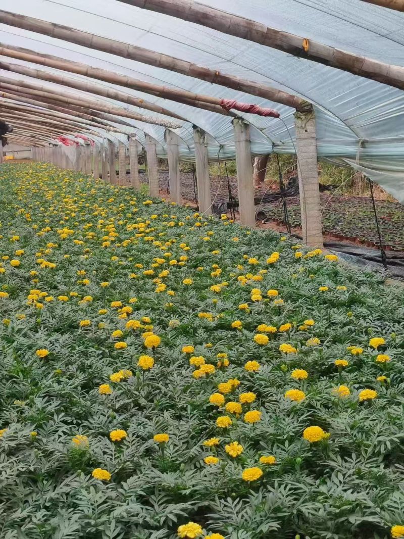 万寿菊大量供应产地直发量大优惠品质保证可视频看货