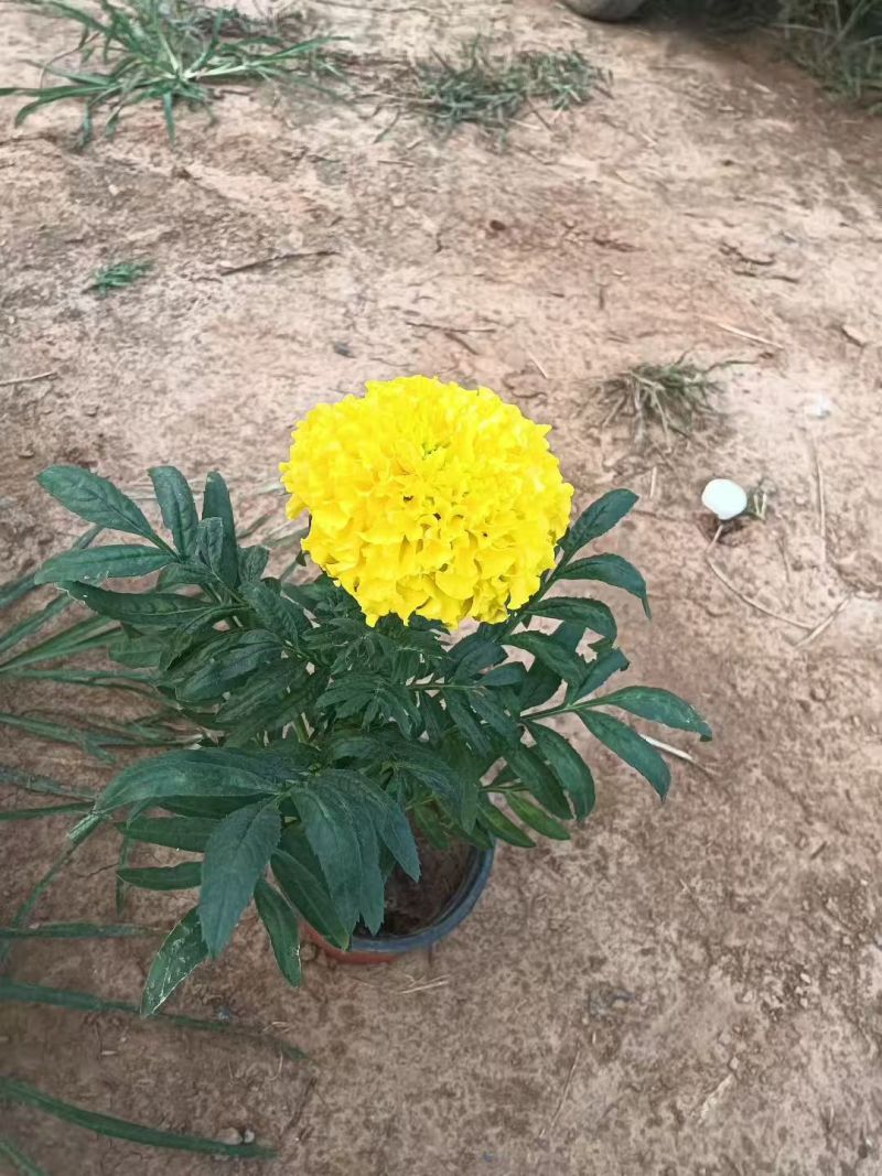 万寿菊大量供应产地直发量大优惠品质保证可视频看货