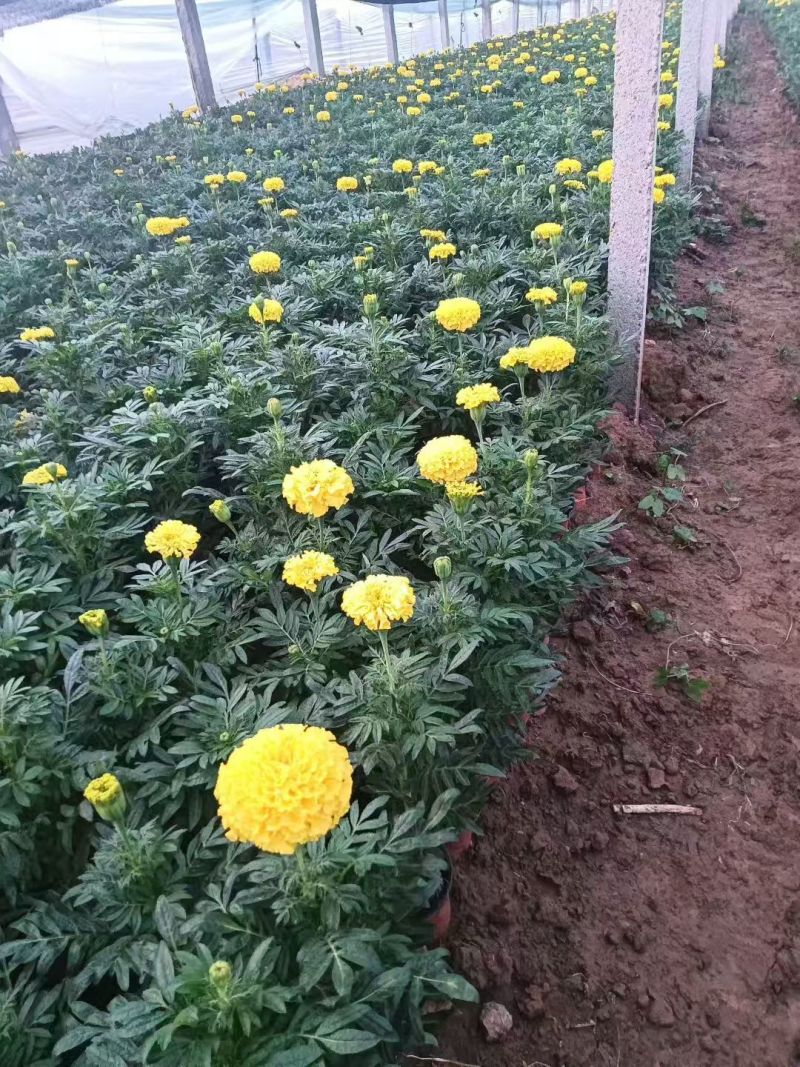 万寿菊大量供应产地直发量大优惠品质保证可视频看货