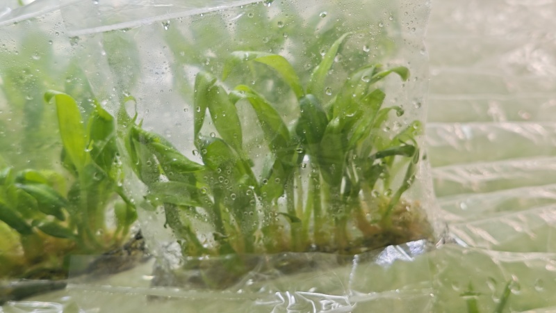 沙姜脱毒种苗，抗病能力强生长快产量高移栽成活率高，