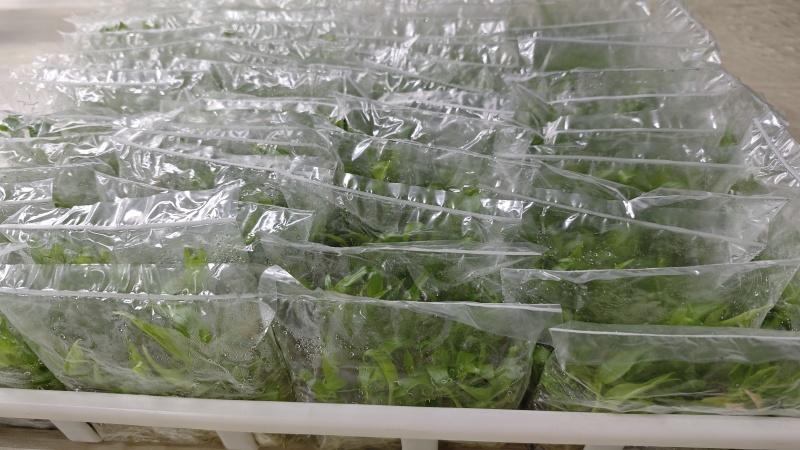 沙姜脱毒种苗，抗病能力强生长快产量高移栽成活率高，