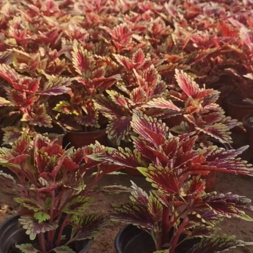 彩叶大量供应产地直发量大优惠品质保证可视频看货
