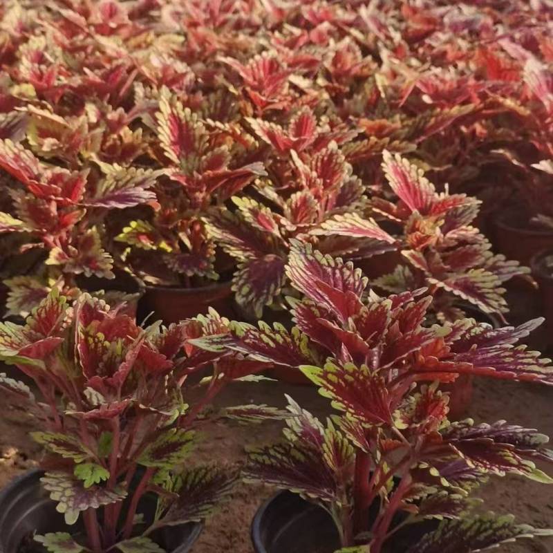 彩叶大量供应产地直发量大优惠品质保证可视频看货