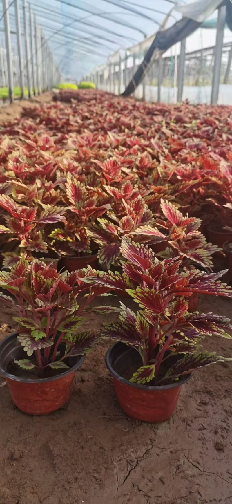彩叶大量供应产地直发量大优惠品质保证可视频看货