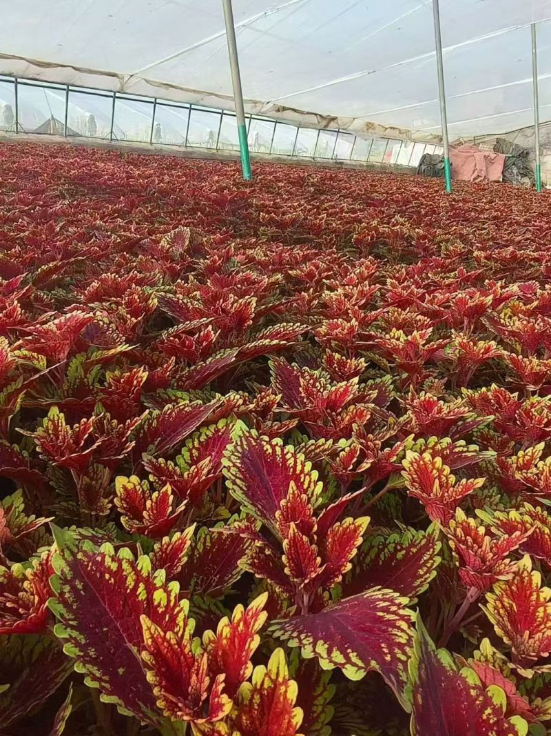 彩叶大量供应产地直发量大优惠品质保证可视频看货