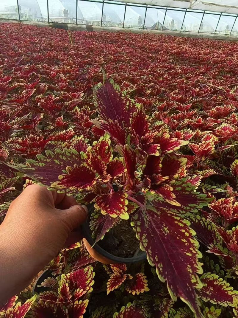 彩叶大量供应产地直发量大优惠品质保证可视频看货