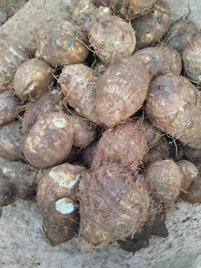 云南小芋头牛奶芋头价格实惠一手货源实力代发全国商超