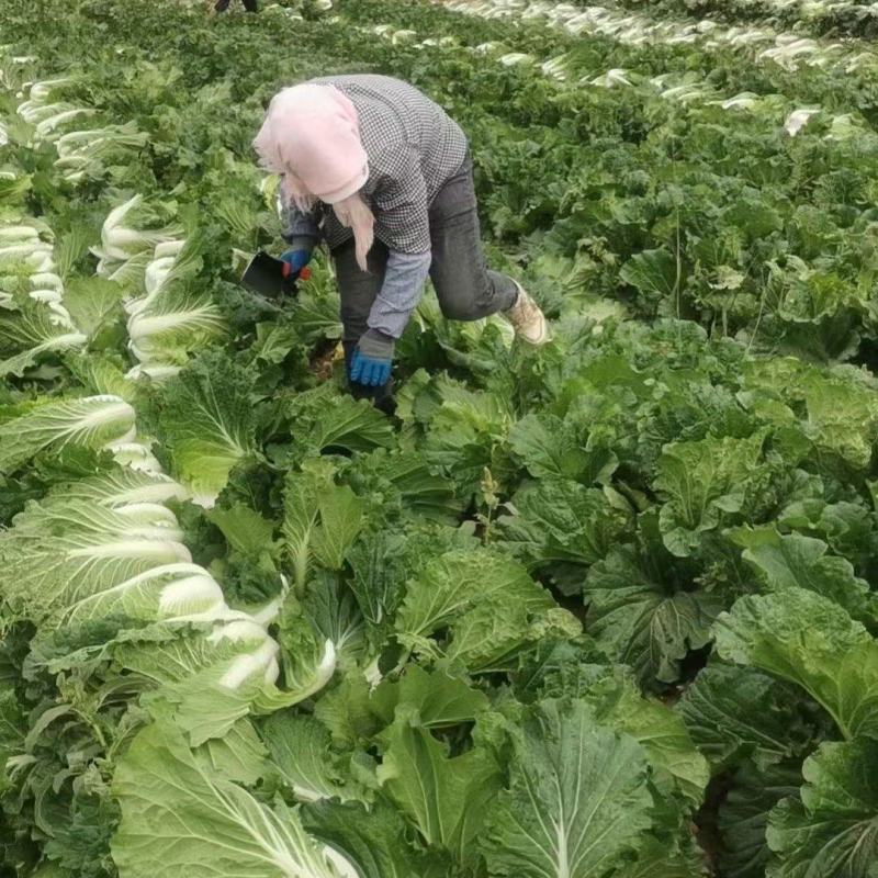 精品白菜大量供应对接市场商超电商加工厂欢迎来电洽谈