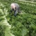 精品白菜大量供应对接市场商超电商加工厂欢迎来电洽谈