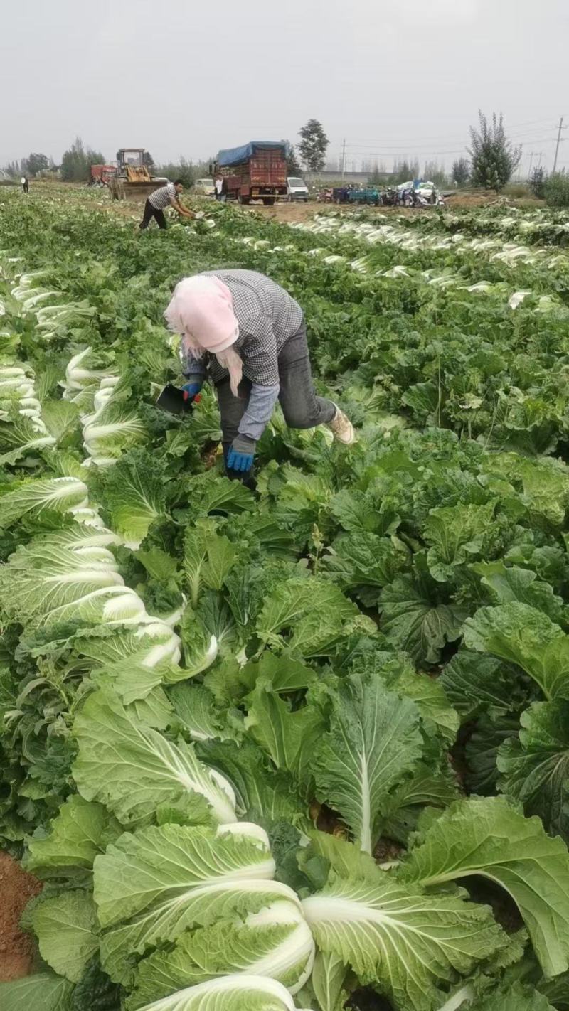 精品白菜大量供应对接市场商超电商加工厂欢迎来电洽谈