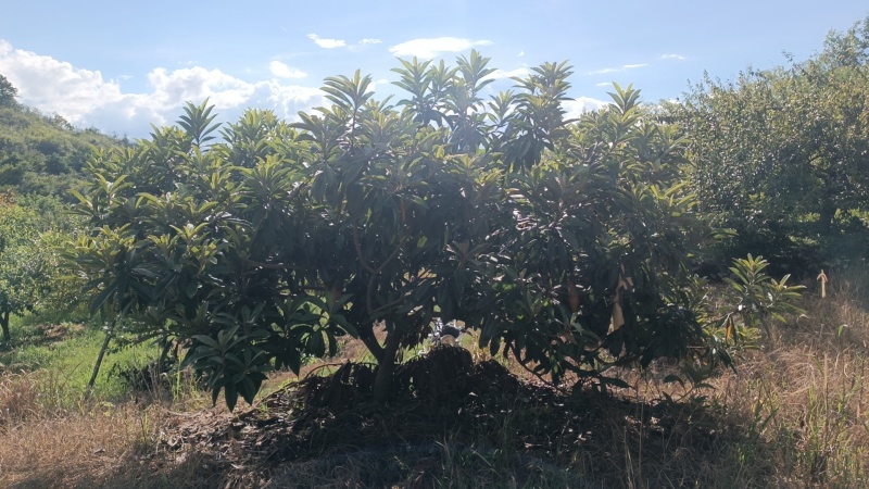 有三百棵枇杷树卖