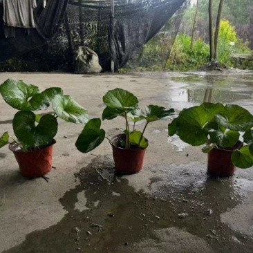 大吴风草，基地常年直销批发，大小杯加仑杯各种规格