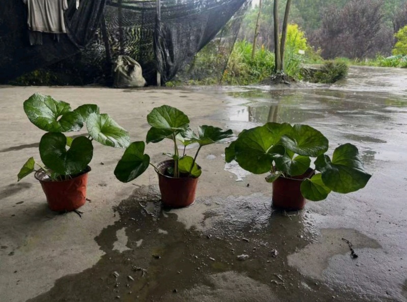 大吴风草，基地常年直销批发，大小杯加仑杯各种规格
