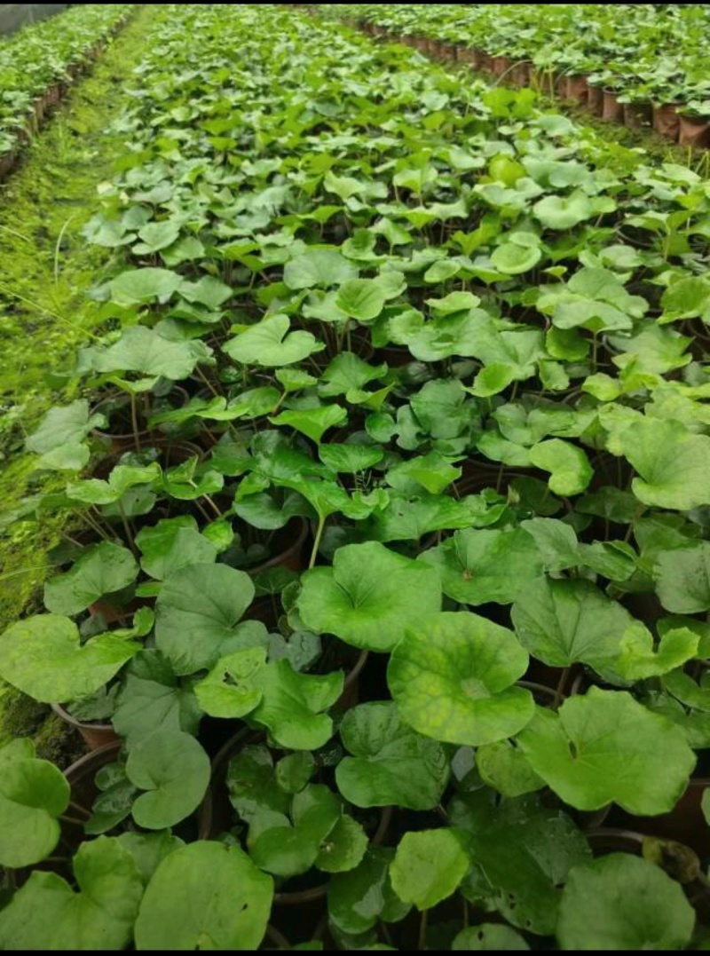 大吴风草，基地常年直销批发，大小杯加仑杯各种规格