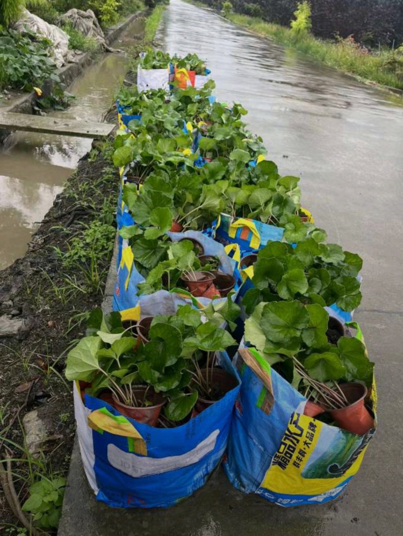 大吴风草，基地常年直销批发，大小杯加仑杯各种规格