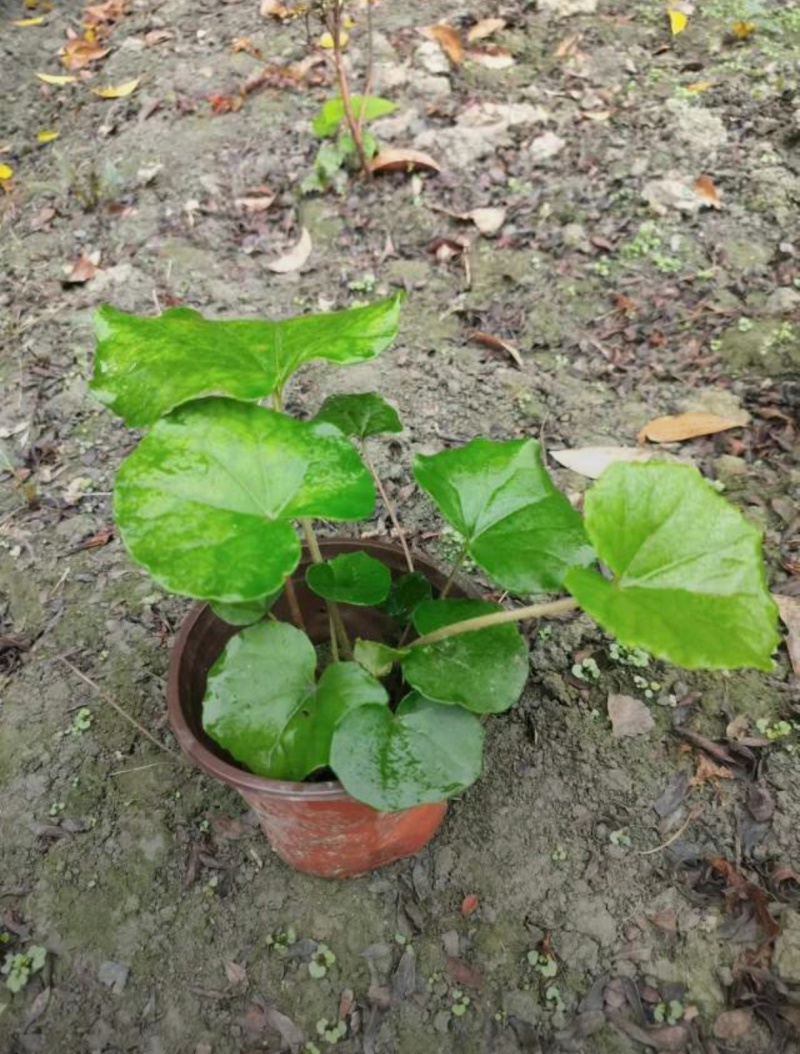 大吴风草，基地常年直销批发，大小杯加仑杯各种规格