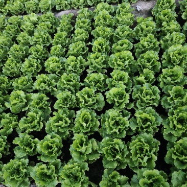 意大利生菜生菜原产地！品质上乘！保证新鲜！