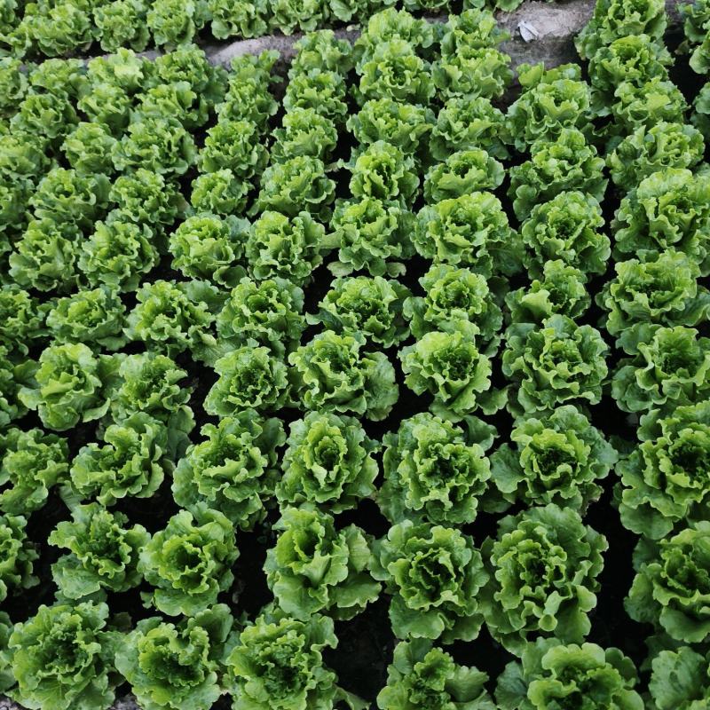 意大利生菜生菜原产地！品质上乘！保证新鲜！