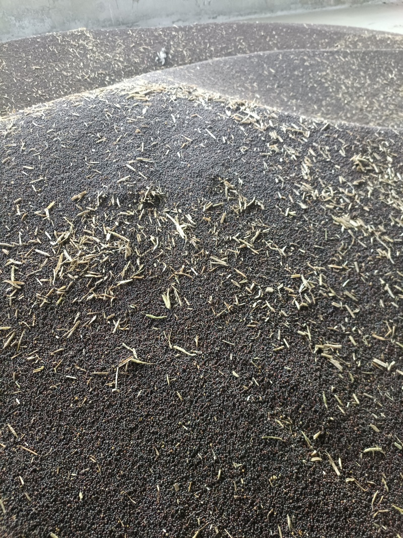 油菜籽
