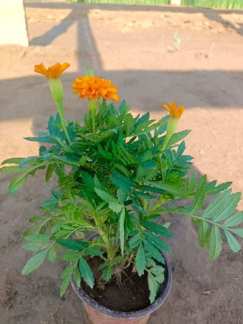 【荐】孔雀草产地大量供应，价格优惠，品质保证可视频看货