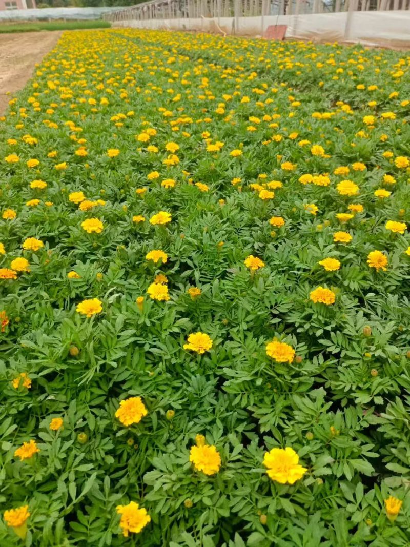 【荐】孔雀草产地大量供应，价格优惠，品质保证可视频看货
