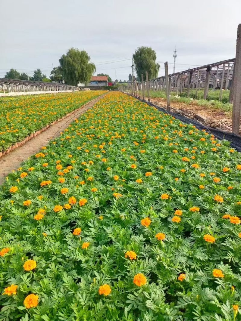 【荐】孔雀草产地大量供应，价格优惠，品质保证可视频看货